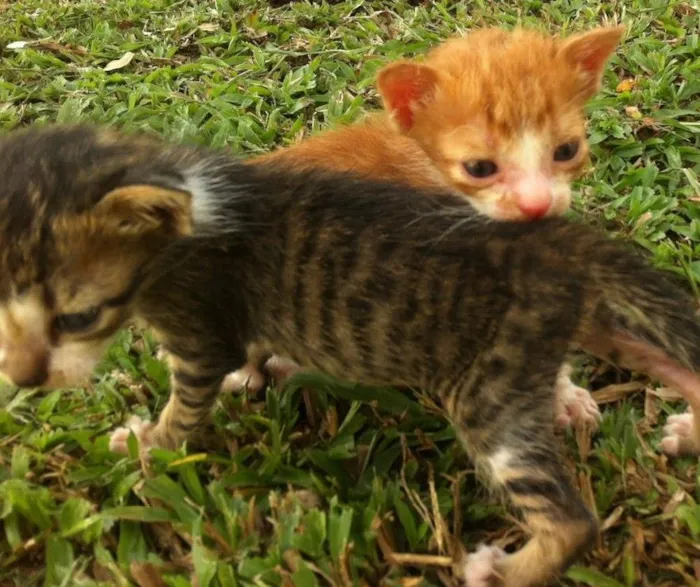 Gato ra a Srd idade Abaixo de 2 meses nome Sem