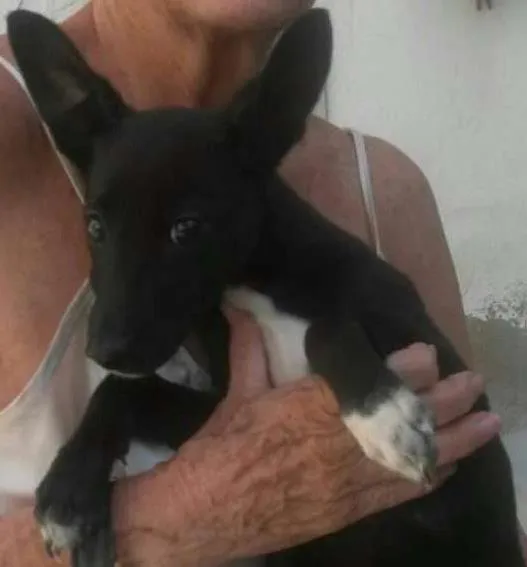 Cachorro ra a Srd idade 2 a 6 meses nome Não tem