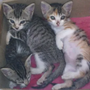 Gato raça  idade Abaixo de 2 meses nome sem nomes