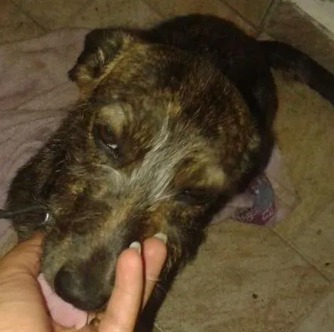 Cachorro ra a Vira lata idade 7 a 11 meses nome Tereza cristina