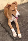 Belinha