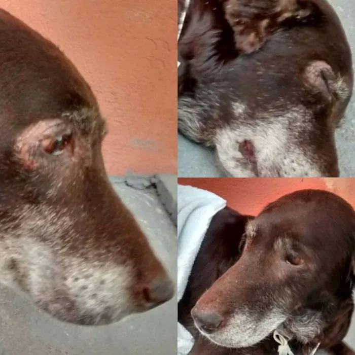 Cachorro ra a Labrador idade 6 ou mais anos nome Morgana