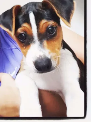Cachorro raça Fox Paulistinha idade 2 a 6 meses nome Léo