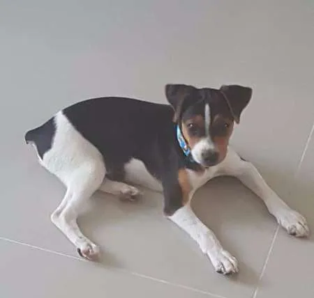 Cachorro raça Fox Paulistinha idade 2 a 6 meses nome Léo