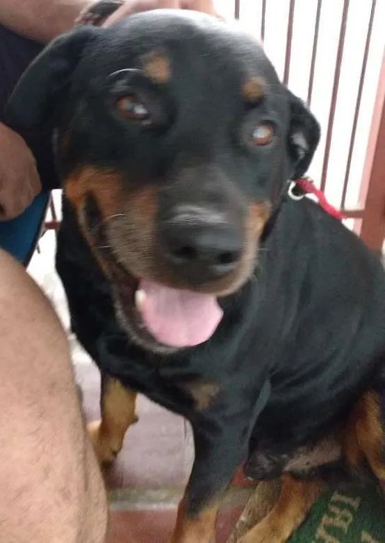 Cachorro ra a Rottweiler idade 6 ou mais anos nome Sansão