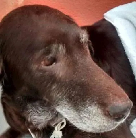 Cachorro ra a Labrador idade 6 ou mais anos nome Morgana