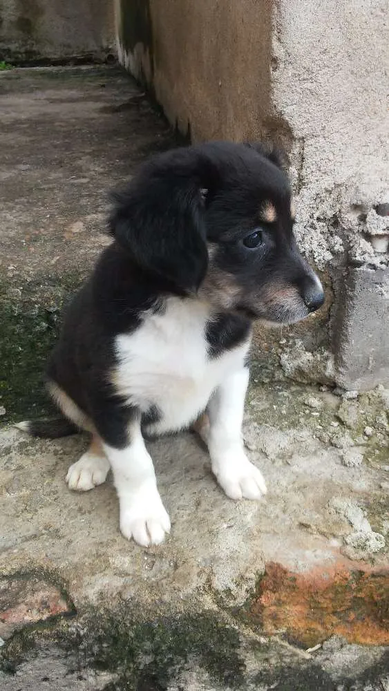 Cachorro ra a Srd idade 2 a 6 meses nome Sem nome