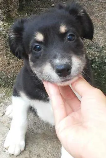 Cachorro ra a Srd idade 2 a 6 meses nome Sem nome