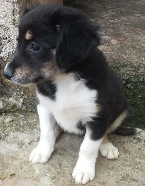 Cachorro ra a Srd idade 2 a 6 meses nome Sem nome