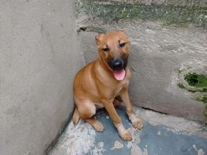 Cachorro ra a srd idade 2 a 6 meses nome Bilú
