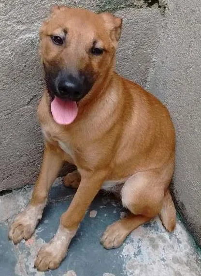 Cachorro ra a srd idade 2 a 6 meses nome Bilú
