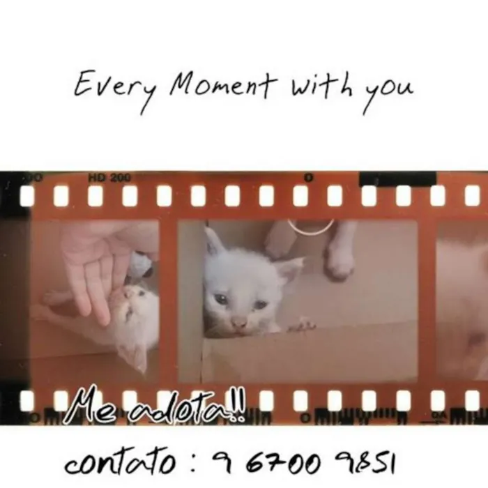 Gato ra a SRD idade Abaixo de 2 meses nome Quero ser feliz também