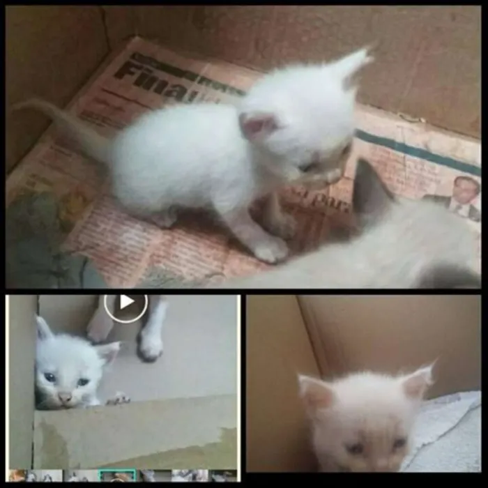 Gato ra a SRD idade Abaixo de 2 meses nome Quero ser feliz também