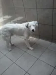 carocinho 