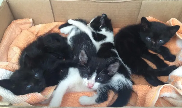 Gato ra a Vira Lata  idade Abaixo de 2 meses nome Sem nome