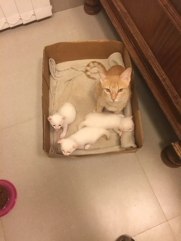 Gato ra a Nao definida idade 2 a 6 meses nome Inacia e os filhote