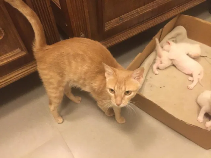 Gato ra a Nao definida idade 2 a 6 meses nome Inacia e os filhote