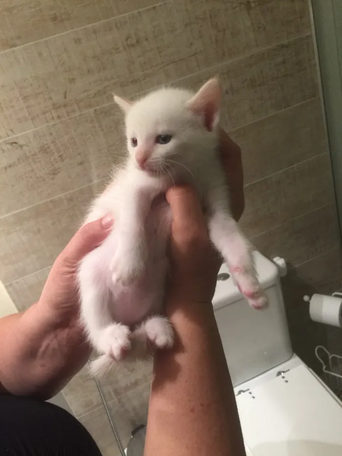 Gato ra a Nao definida idade 2 a 6 meses nome Inacia e os filhote
