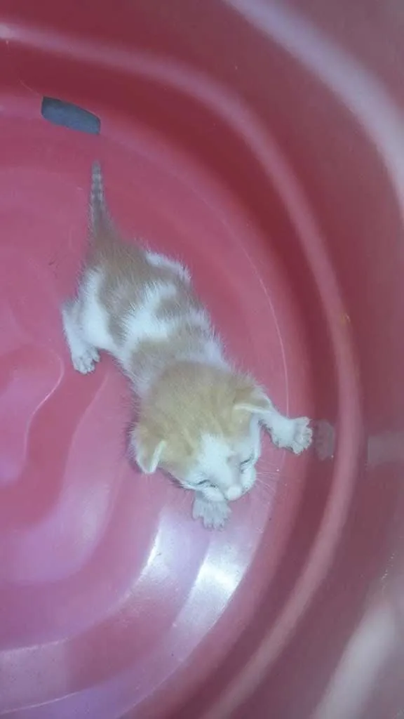 Gato raça vira lata idade Abaixo de 2 meses nome sem nome