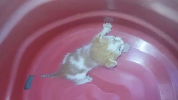 Gato raça vira lata idade Abaixo de 2 meses nome sem nome