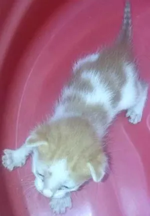 Gato raça vira lata idade Abaixo de 2 meses nome sem nome