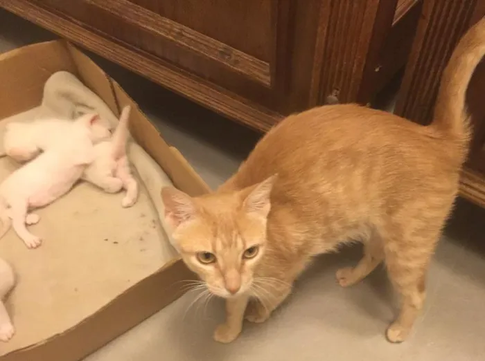 Gato ra a Nao definida idade 2 a 6 meses nome Inacia e os filhote