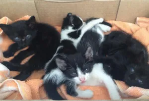 Gato raça Vira Lata  idade Abaixo de 2 meses nome Sem nome