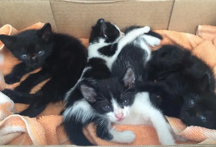Gato ra a Vira Lata  idade Abaixo de 2 meses nome Sem nome