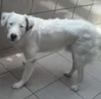 carocinho 