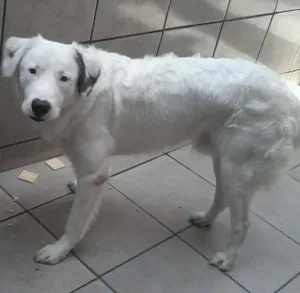 Cachorro raça vira lata  idade 7 a 11 meses nome carocinho 
