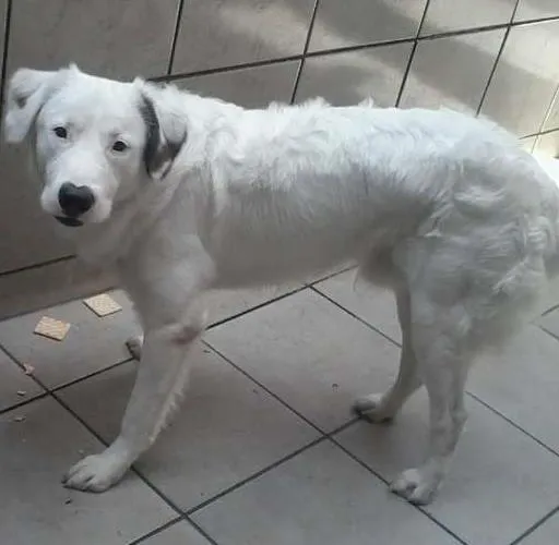 Cachorro ra a vira lata  idade 7 a 11 meses nome carocinho 