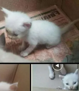 Gato raça SRD idade Abaixo de 2 meses nome Quero ser feliz também