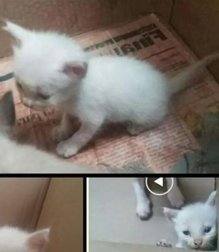 Gato ra a SRD idade Abaixo de 2 meses nome Quero ser feliz também