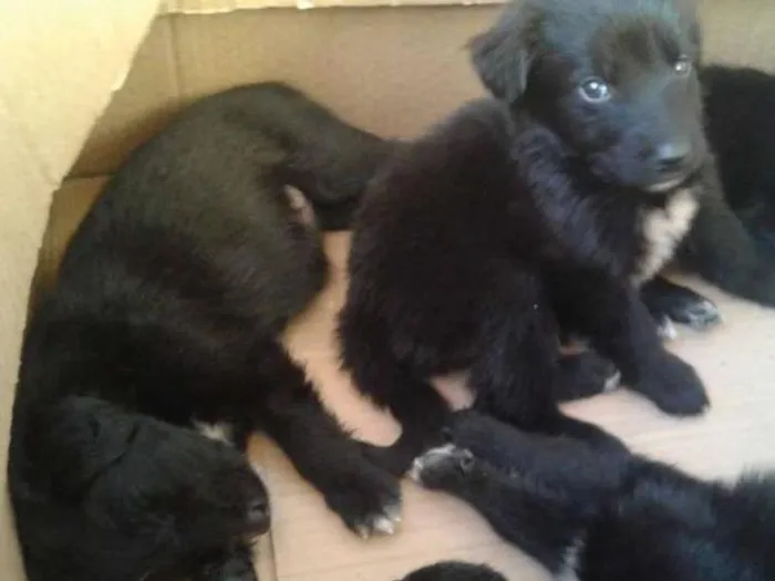 Cachorro ra a sem raça  idade Abaixo de 2 meses nome filhotes