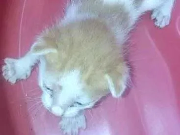 Gato raça vira lata idade Abaixo de 2 meses nome sem nome