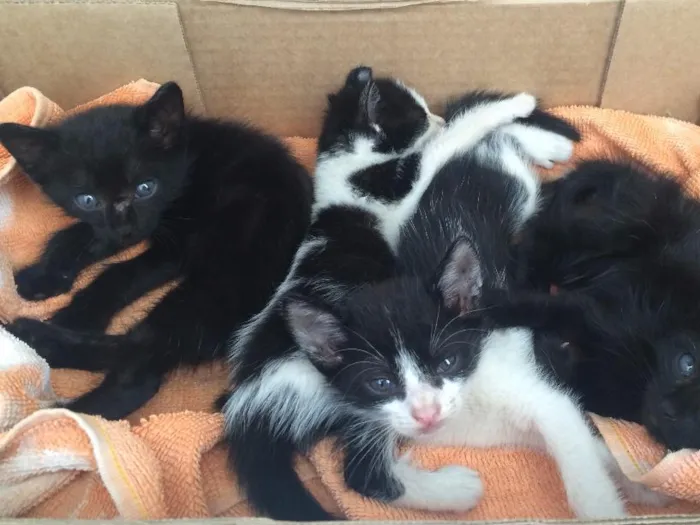 Gato ra a Vira Lata  idade Abaixo de 2 meses nome Sem nome