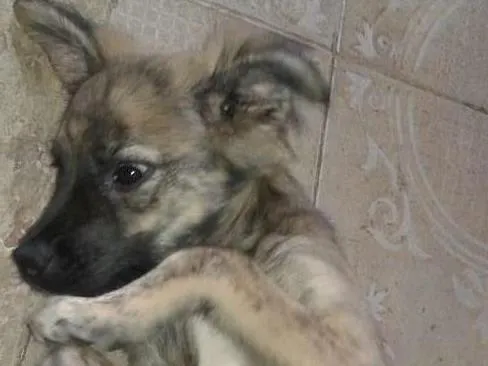 Cachorro raça Vira lata idade 2 a 6 meses nome Jade