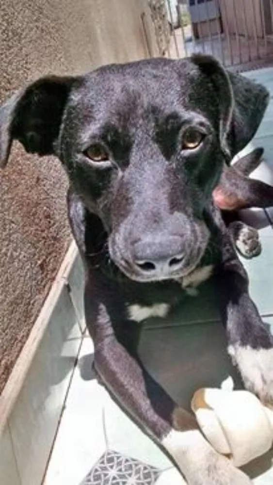 Cachorro ra a  idade 2 anos nome Hulk