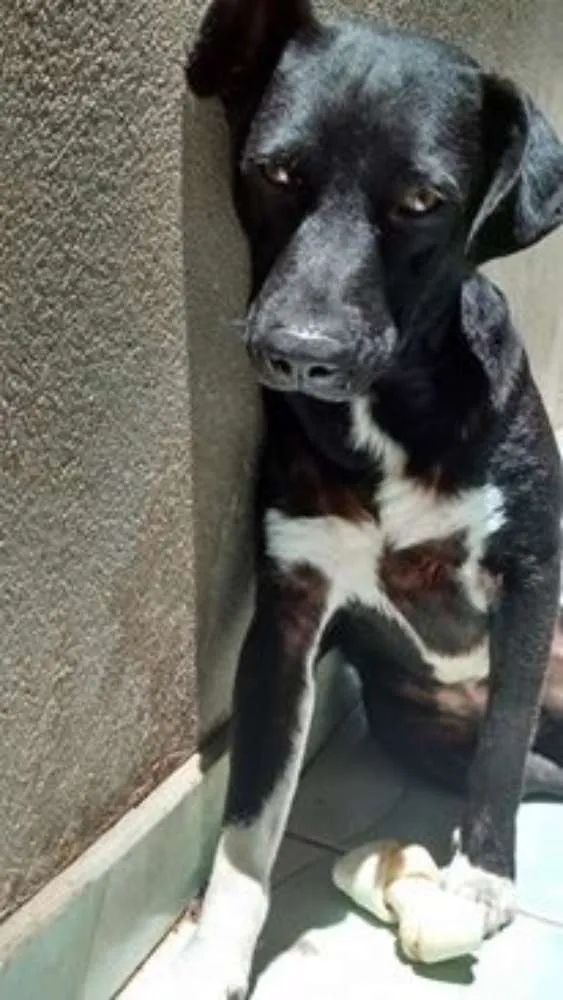 Cachorro ra a  idade 2 anos nome Hulk