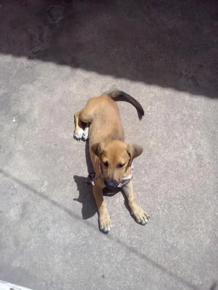 Cachorro raça vira lata com alguma raça idade 2 a 6 meses nome ainda nao tem