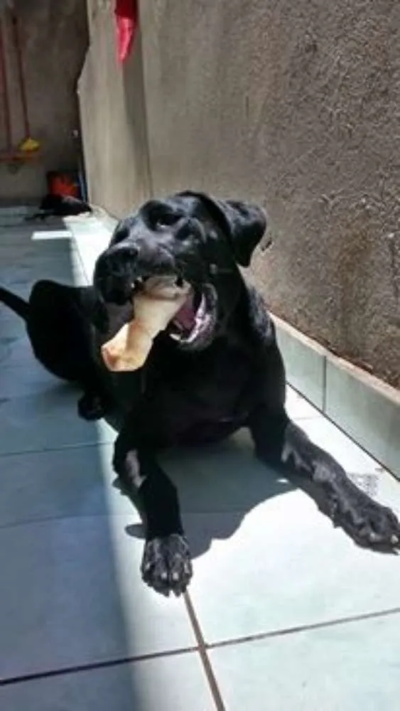 Cachorro ra a  idade 2 anos nome Brownie