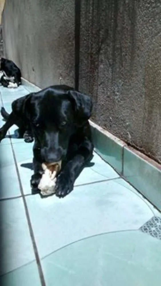 Cachorro ra a  idade 2 anos nome Brownie