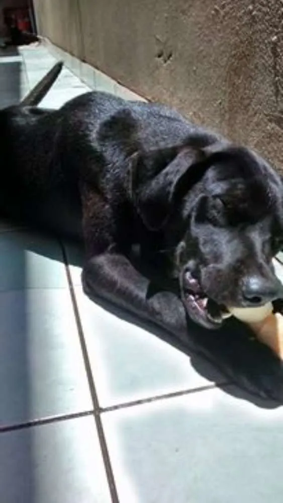 Cachorro ra a  idade 2 anos nome Brownie