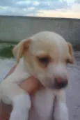 pipoca