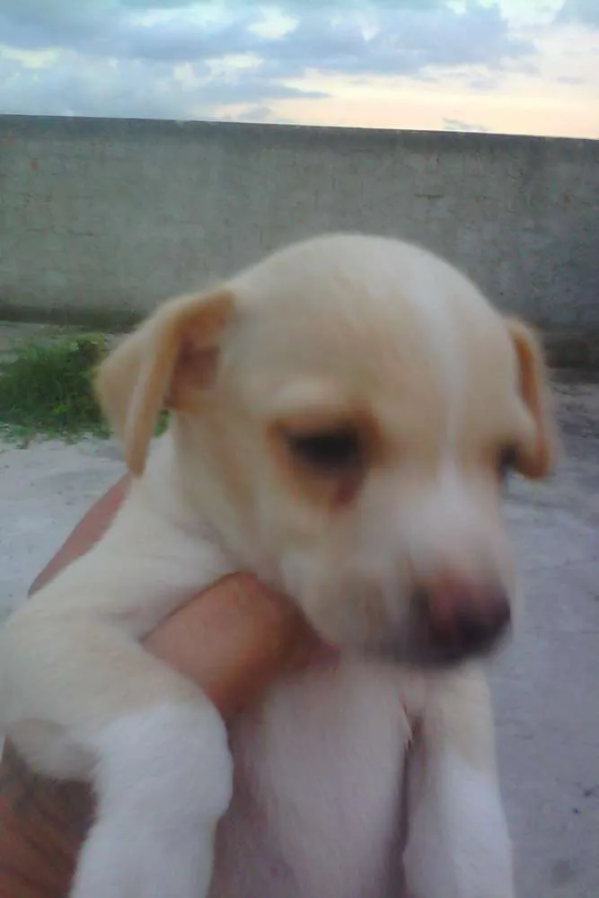 Cachorro raça misturado idade 2 a 6 meses nome pipoca
