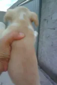 pipoca
