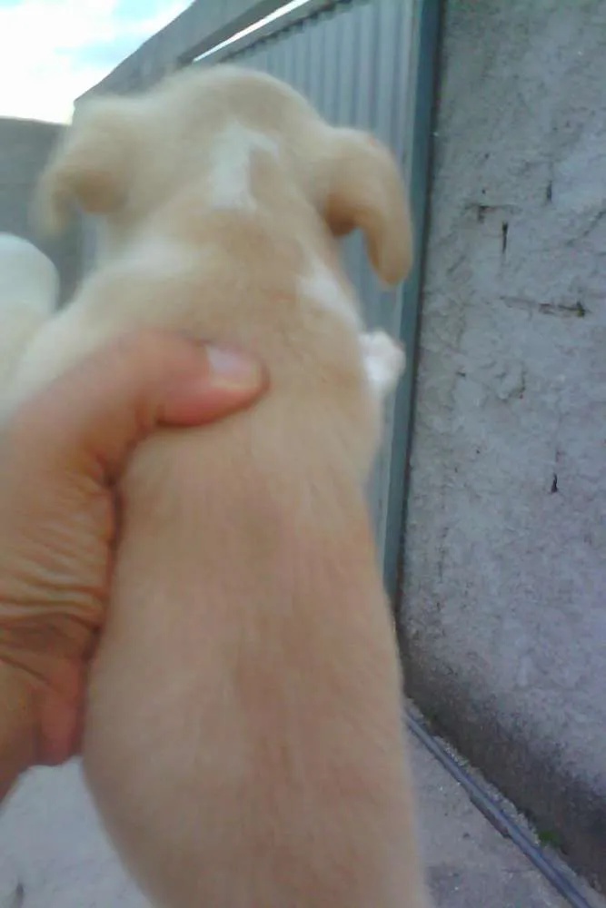 Cachorro raça misturado idade 2 a 6 meses nome pipoca