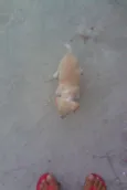 pipoca