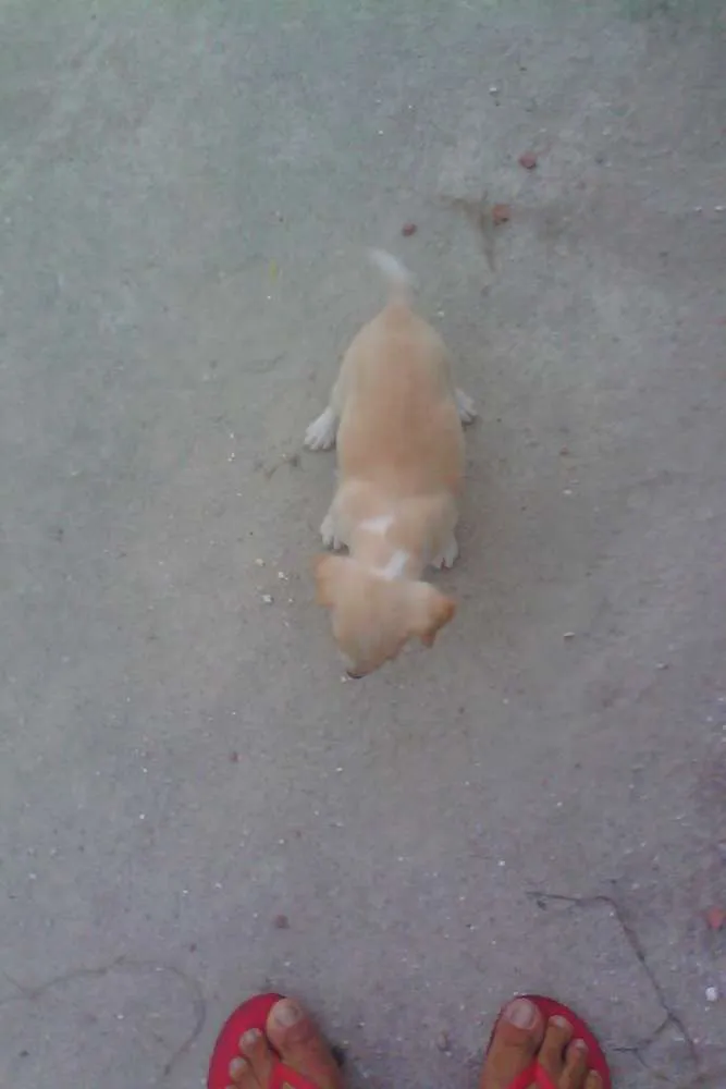 Cachorro raça misturado idade 2 a 6 meses nome pipoca