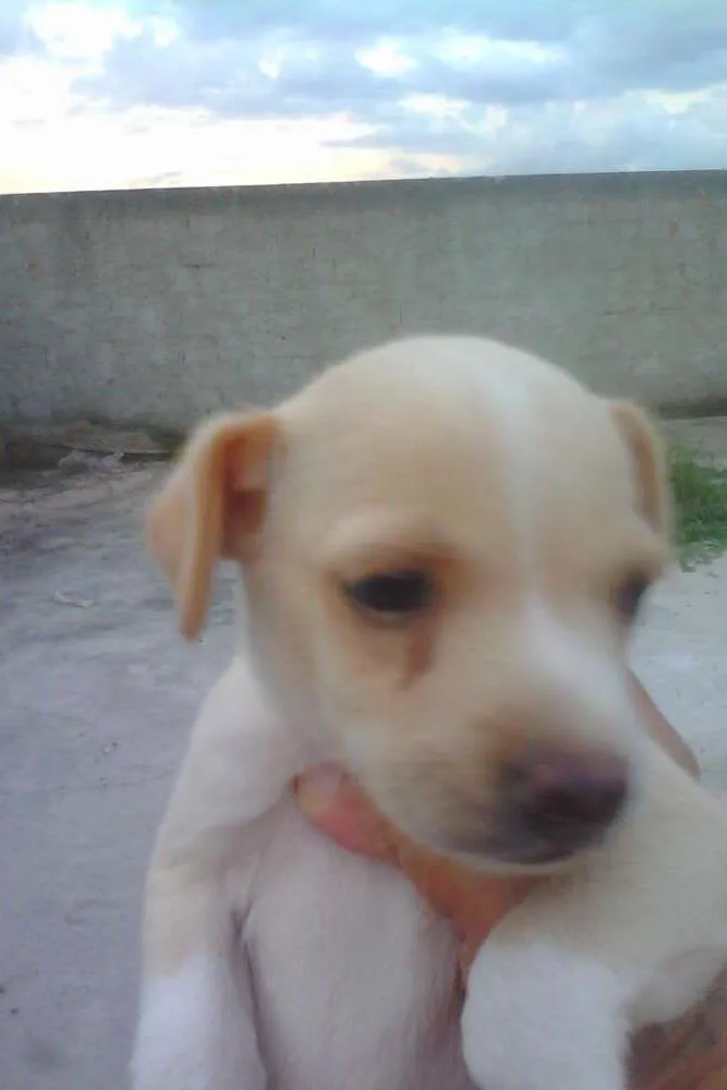Cachorro raça misturado idade 2 a 6 meses nome pipoca